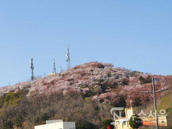  삼척시내 정상동에 소재한 봉황산. 봉황산 정상부근이 핑크빛 벚꽃으로 뒤덮혀 장관을 이루고 있다.
