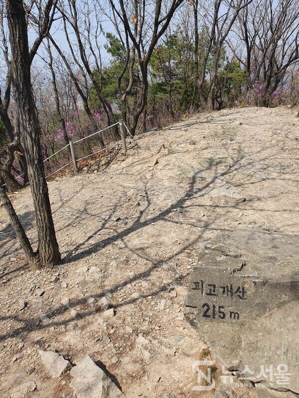 피고개산 정상 모습. 피고개 바로 서쪽 위에 커다란 철탑이 있고 이 철탑을 통과해서 오르막 산길을 약 5분 정도가 오르다보면 피고개산 정상이 나온다. 피고개산 정상은 약간 봉긋한 모양으로 되어 있으며 정상 조그마한 바위에 “피고개산 215m"라고 손글씨로 쓰여진 표지석이 있다.