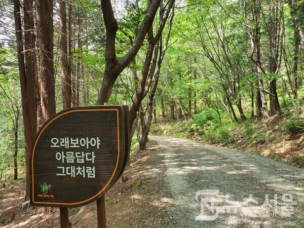 천자봉 해오름길 임도길. ‘천자봉 해오름길’은 창원시 진해구 만남의광장 위 갈림길에서 시작하여 안민고개 휴게소까지 이어진 약 11km 정도 길이의 임도길인데, 남파랑길 8코스에서는 만남의광장 갈림길에서 약 500m 정도 지난 지점에서 천자봉 해오름길과 합류하게 되어 있다. 천자봉 해오름길 임도 좌우측에는 짙은 초록의 녹음이 우거져 있어서 녹색 나뭇잎과 풀들을 구경하면서 걷노라면 눈이 편안해질 뿐만 아니라 마음 또한 차분해진다.  