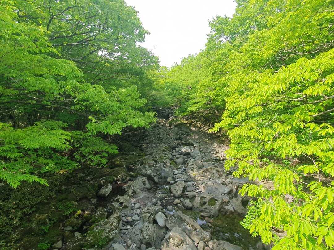 제주 사려니숲길 안의 천미천