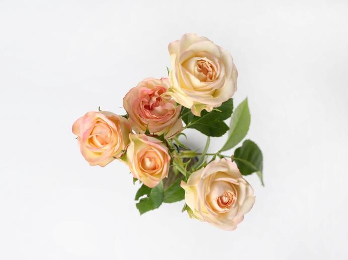 경기도농업기술원, 장미 신품종 현장평...