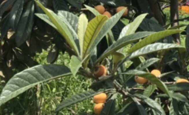 농촌진흥청, 국내산 비파잎 갱년기 여...