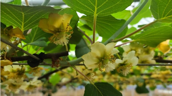 제주도, 키위 인공수분 성공률 높인다...