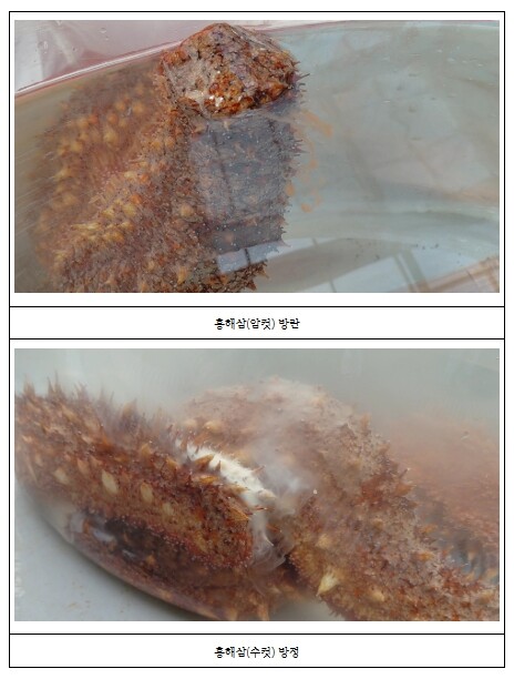 제주 오분자기·홍해삼 자원 살린다…수...