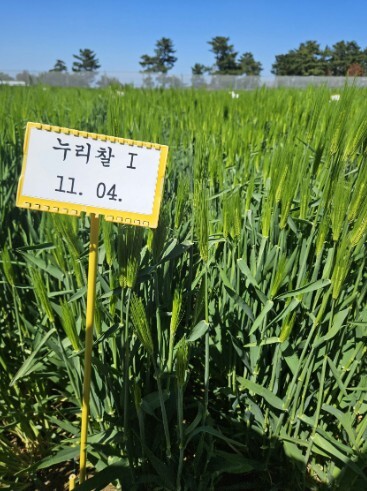 맥주보리 대체할 쌀보리 ‘누리찰’, ...